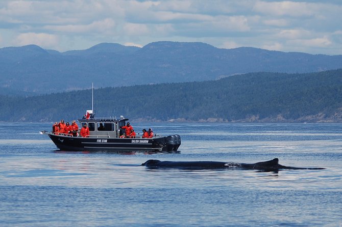 Ultimate Marine Whale & Wildlife Tour - The Sum Up