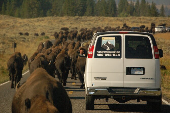 Upper Loop Tour and Lamar Valley From West Yellowstone With Lunch - The Sum Up