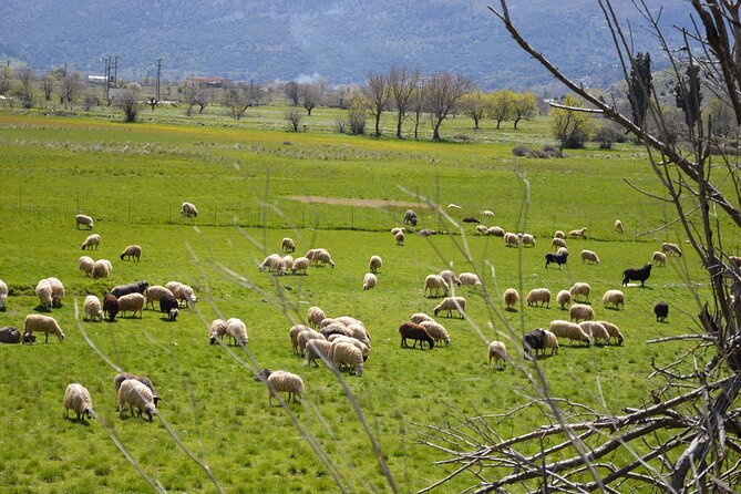 V.I.P. Safari Lasithi - The Sum Up