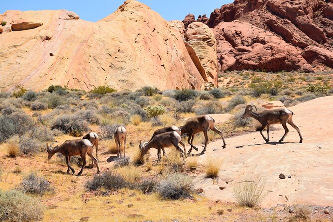 Valley of Fire and Lost City Museum Tour From Las Vegas - Tour Guide Excellence