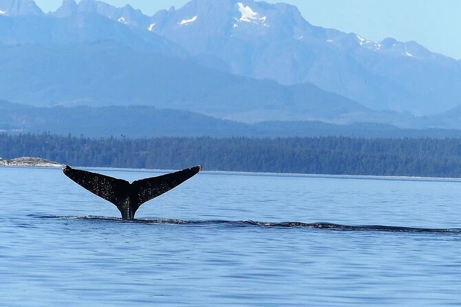 Vancouver Island Whales, Wildlife and Culture - Traveler Photos