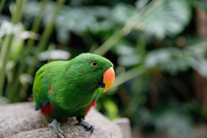 Victoria Butterfly Gardens Ticket - Helpful Resources