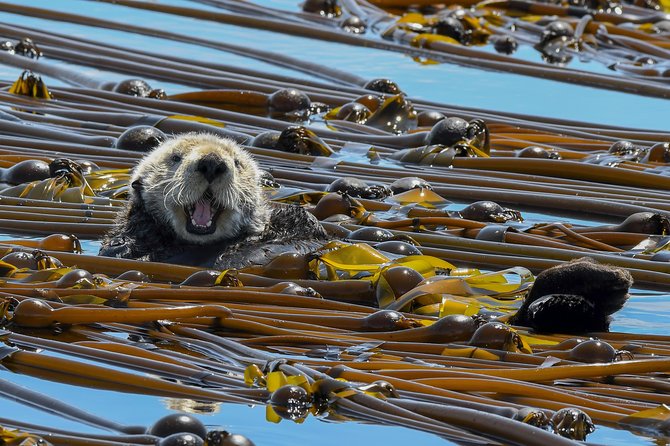 Victoria Marine Wildlife Tour - The Sum Up