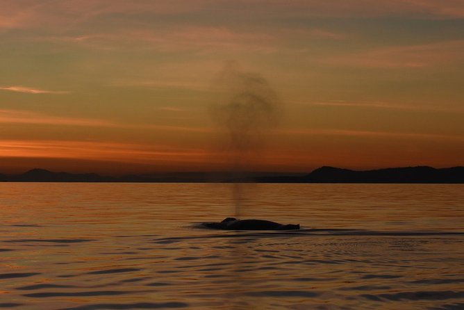 Victoria Sunset Whale-Watching Catamaran Sailing Tour - Tour Details and Inclusions