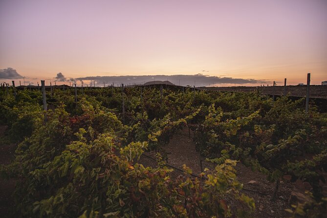 Vineyard Tour With Wine and Cheese Tasting in Fuerteventura - Common Questions