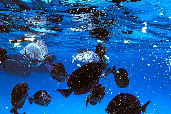VIP Morning Delight Champagne Sailing and Snorkeling With Lunch - Viator Help Center