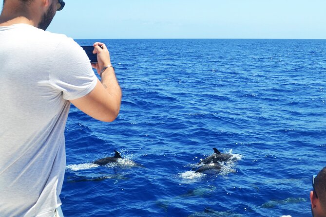 VipDolphins Luxury Whale Watching - The Sum Up