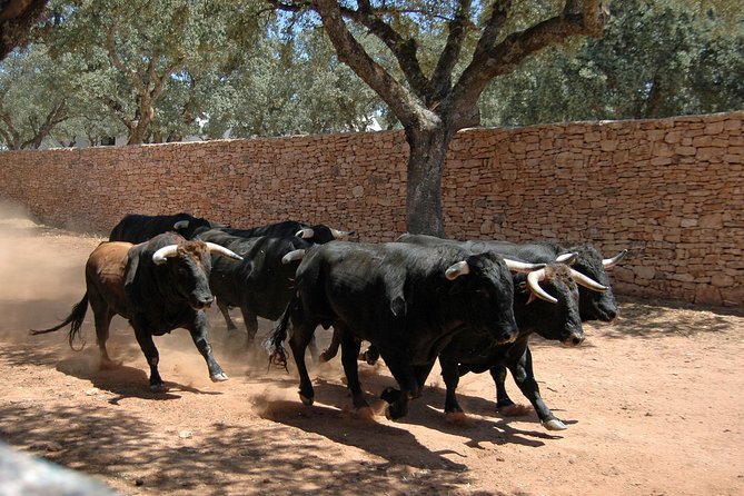 Visit a Horse and Bull Farm Including a Ronda Tour - Horse Riding Experience