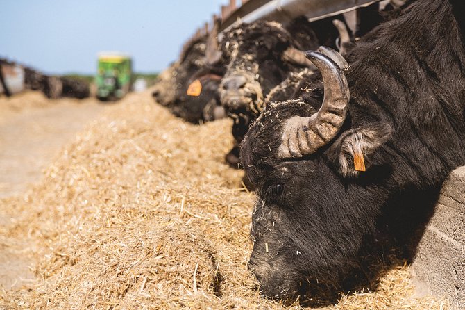 Visit to the Bufale and Dairy Farm With Cheese Tasting - Visitor Reviews and Recommendations