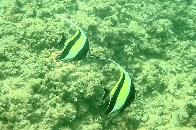 Waikiki Snorkeling. Free Pictures and Video! Shallow. Many Fish! - Important Additional Information