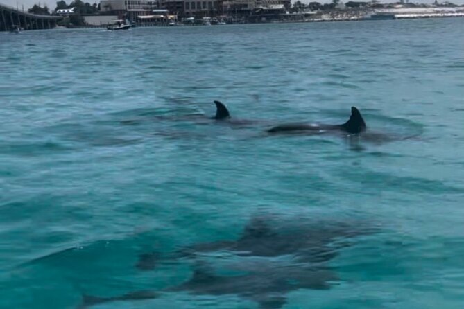 Waverunner Dolphin Tour - The Sum Up