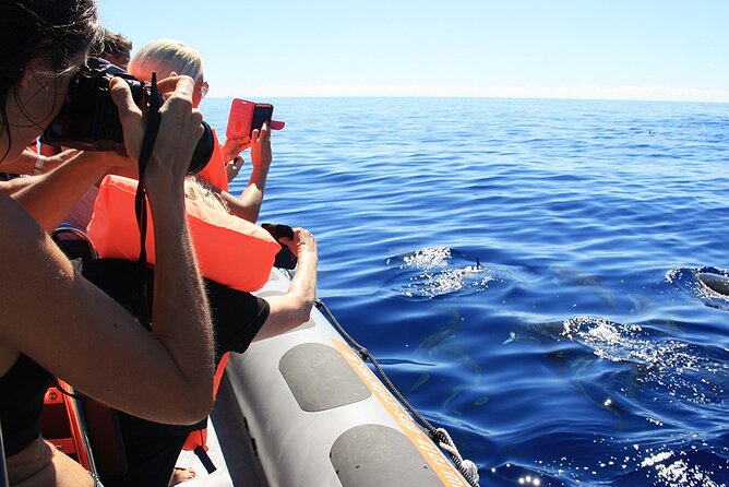 Whale and Dolphin Watching Tour From Funchal - Return to Meeting Point