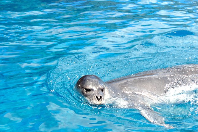 Whale and Dolphin Watching Tour - Funchal - The Sum Up
