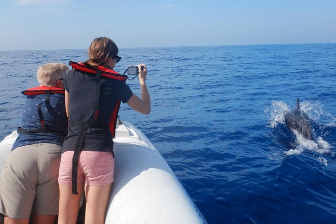 Whale, Dolphin and Turtles Watching - Common Questions