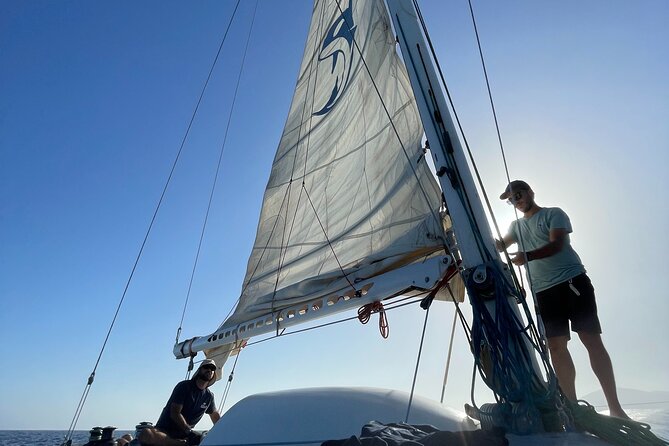 Whale & Dolphin Observation on Silent Catamaran With Hydrophone - Common Questions