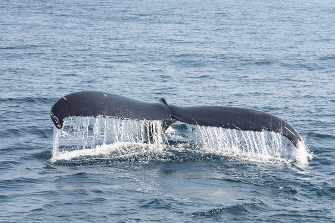 Whale Encounter Puerto Vallarta - Common Questions