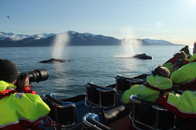 Whale Safari and Puffins RIB Boat Tour From Húsavík - Additional Waiting Time