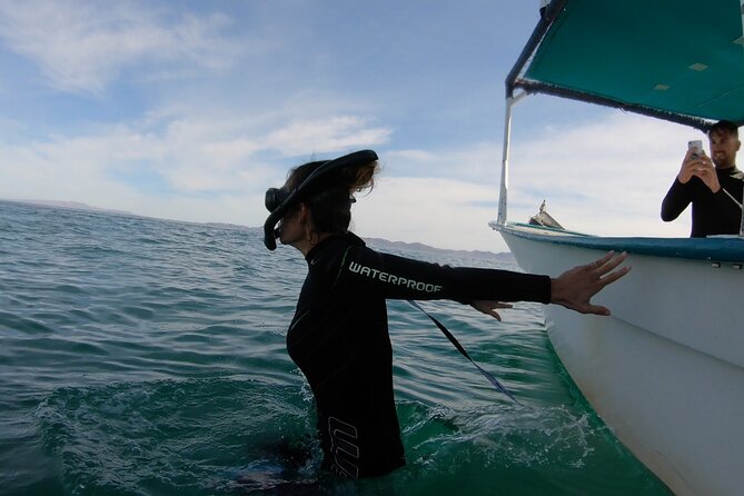 Whale Shark 3-Hours Tour in La Paz - The Sum Up