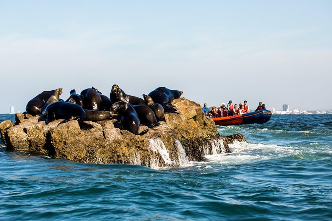 Whale Watching - Traveler Reviews