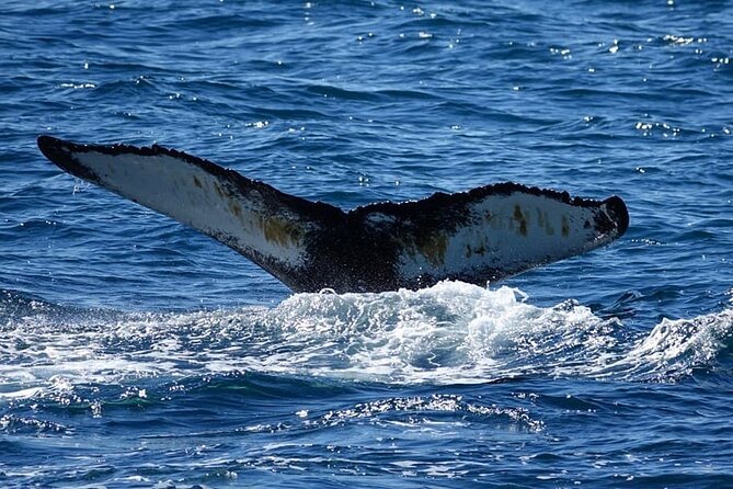 Whale Watching and Marine Life Tour in Reykjavik - The Sum Up