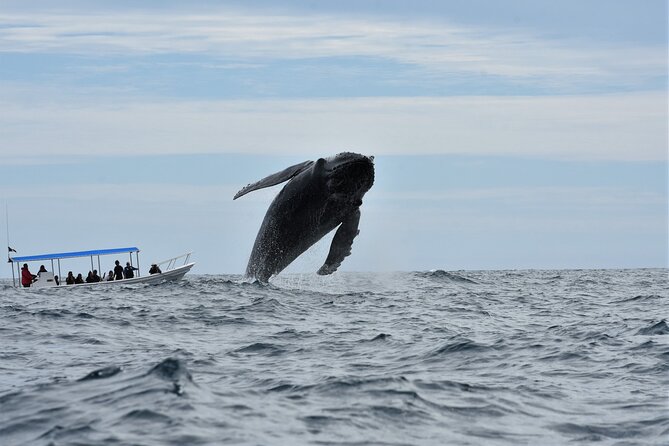 Whale Watching Boat Tour in Cabo San Lucas - Common Questions