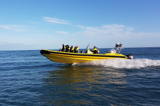 Whale Watching by RIB Speedboat From Downtown Reykjavik - The Sum Up