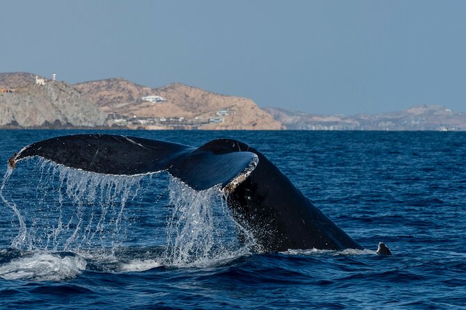 Whale Watching by Zodiac in Cabo San Lucas With Photos Included - Uncovering Hidden Gems