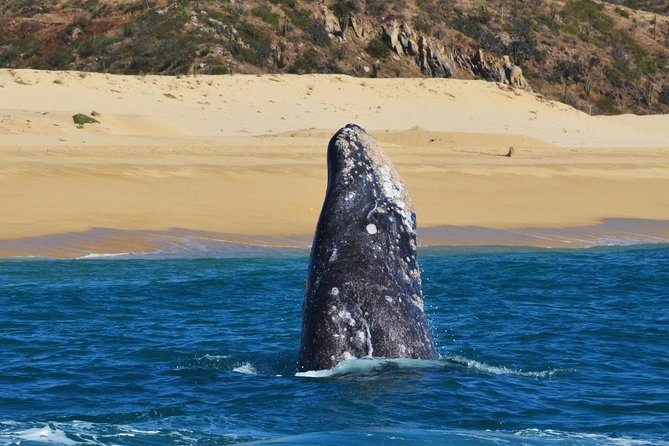 Whale Watching Cruise in Cabos San Lucas and Ground Transportation - Common Questions