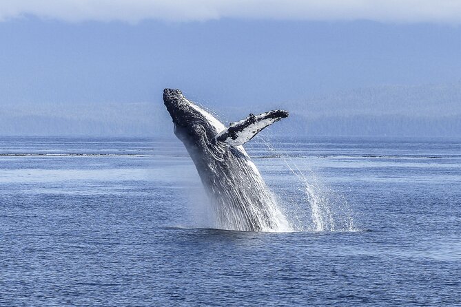 Whale Watching Cruise in Los Cabos - Common Questions