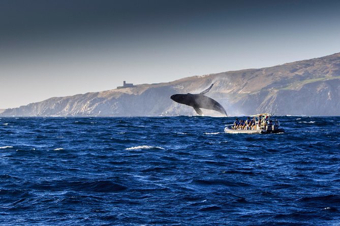 Whale Watching Dinner Cruise in Cabo San Lucas - Common Questions