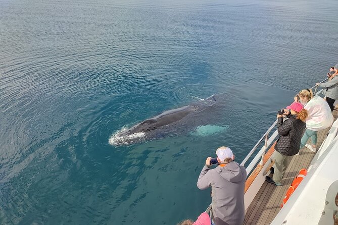 Whale Watching & Dolphin Yacht Cruise - Common Questions