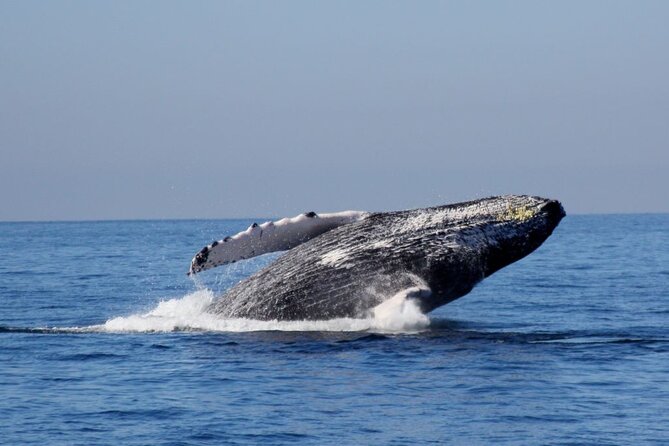 Whale Watching Expedition - Directions