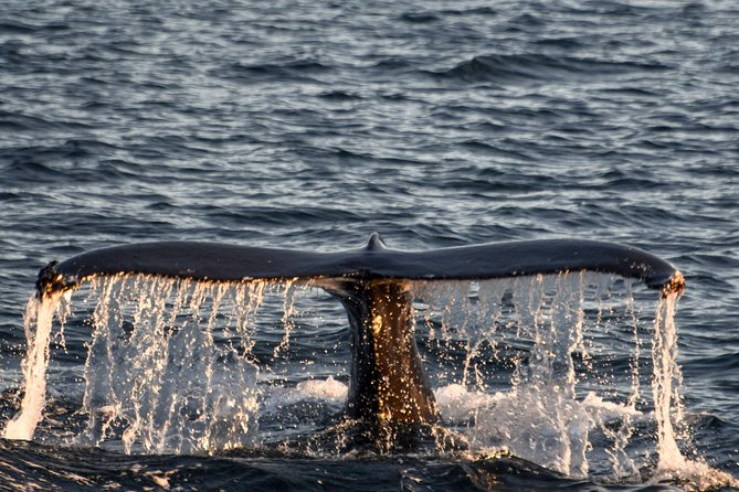 Whale Watching From the Heart of Akureyri - The Sum Up