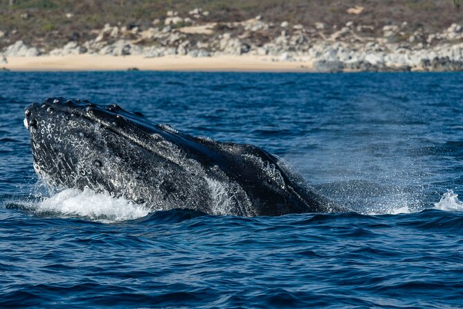 Whale Watching & Snorkeling Combo in Los Cabos With Photos Included - The Sum Up