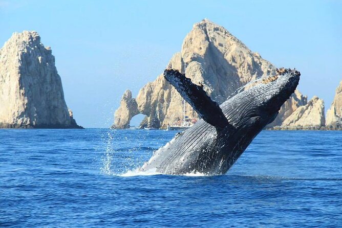 Whale Watching & Snorkeling Private Yacht Tour Cabo With Food & Drinks - The Sum Up