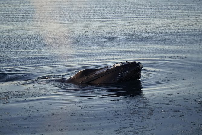 Whale-Watching Tour From Reykjavik - Common Questions