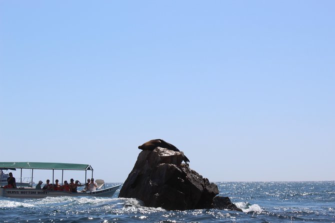 Whale Watching Tour in Glass Bottom Boat (VisitA Cabo) - The Sum Up