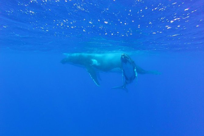 Whale Watching Tours in Bora Bora - Pickup Details and Logistics