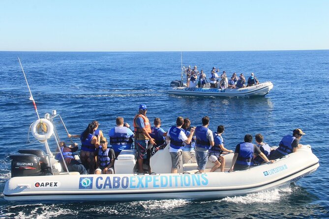 Whale Watching Zodiac in Cabo San Lucas With Comp Transportation - Common Questions