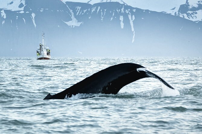 Whales and Puffins Tour From Husavik - Common Questions