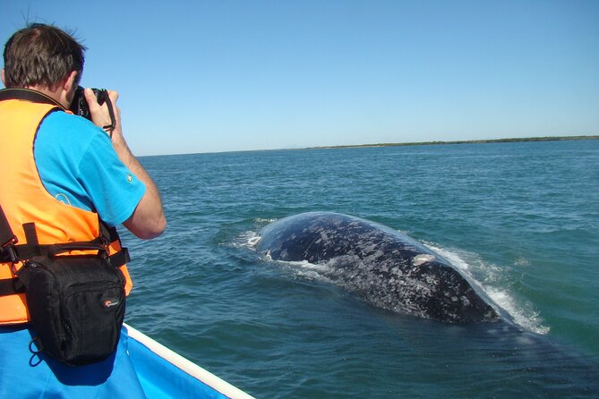 Whales Tour From La Paz - Common Questions