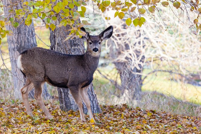 Wildlife Big Canoe Tour - The Sum Up