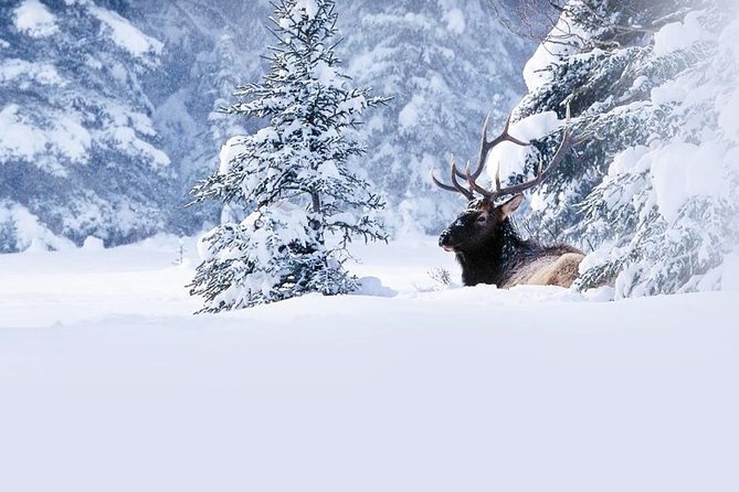 Winter Wildlife Discovery Tour - Good To Know