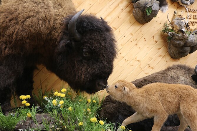 Yellowknife City Tour Natures North Wildlife Gallery - Common Questions