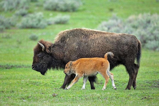 Yellowstone Custom Wildlife and Nature Tour - Common Questions