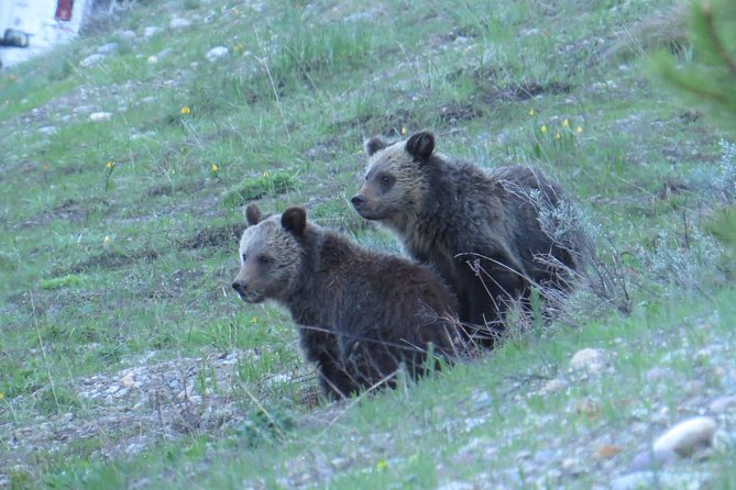 Yellowstone & Grand Teton National Parks - Ultimate Wildlife Safari - Price and Booking Information