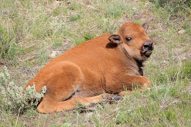 Yellowstone Lower Loop Guided Tour From Cody, Wyoming - How to Book and Contact Information