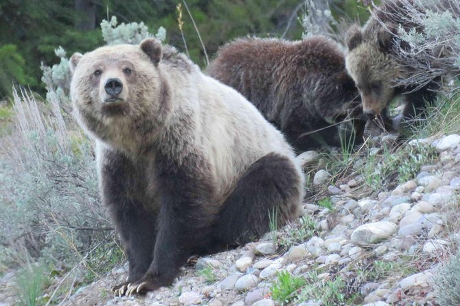 Yellowstone National Park - Full-Day Lower Loop Tour From West Yellowstone - The Sum Up