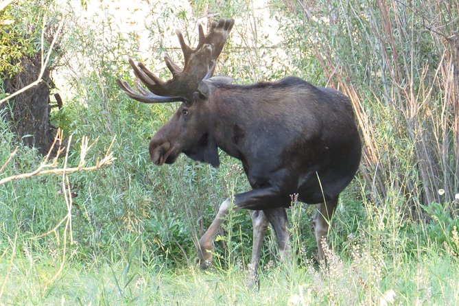 Yellowstone National Park - PRIVATE Full-Day Lower Loop Tour From W. Yellowstone - Common Questions