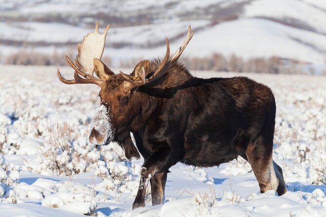 Yellowstone Snowshoe Safari From Bozeman - Private Tour - Important Information
